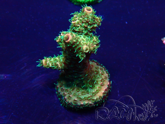 WYSIWYG Acropora Maricultuur geacclimatiseerd LED