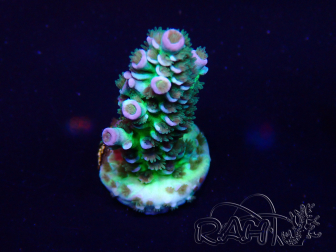 WYSIWYG Acropora Mariculture acclimaté led