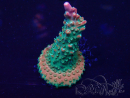 WYSIWYG Acropora acclimatata led
