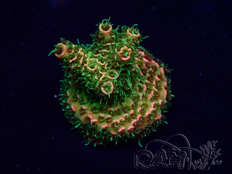 WYSIWYG Acropora Maricultuur geacclimatiseerd LED