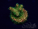 WYSIWYG Acropora Maricoltura acclimatata a LED