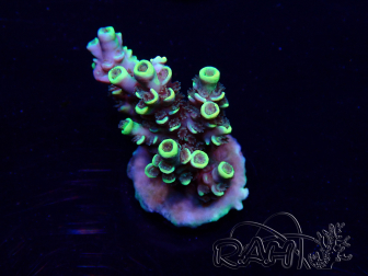 WYSIWYG Acropora tenuis Maricultura aclimatada LED