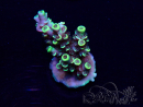 WYSIWYG Acropora Marikultur akklimatisiert LED