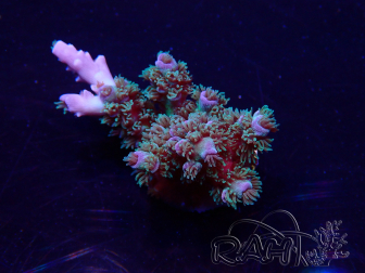 WYSIWYG Acropora tenuis Maricultura aclimatado LED