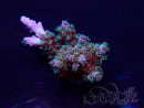 WYSIWYG Acropora Marikultur akklimatisiert LED