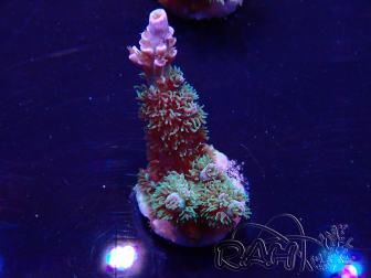 WYSIWYG Acropora acclimated LED