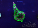 WYSIWYG Acropora Maricoltura acclimatata a LED