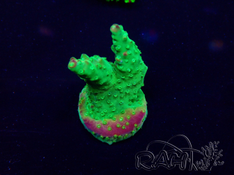 WYSIWYG Acropora 15B6 Mariculture acclimaté led