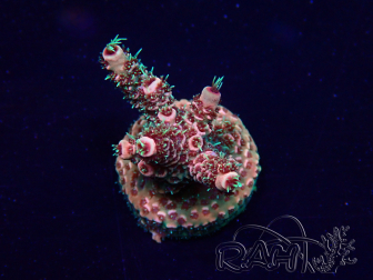 WYSIWYG Acropora Mariculture acclimaté led