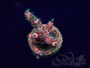 WYSIWYG Acropora Maricoltura acclimatata led