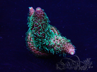 WYSIWYG Acropora Marikultur akklimatisiert LED