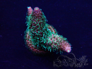WYSIWYG Acropora Mariculture acclimated LED