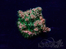 WYSIWYG Acropora 15B9 Mariculture acclimaté led