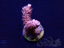 WYSIWYG Acropora Maricoltura acclimatata led