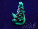 WYSIWYG Acropora Maricultuur geacclimatiseerd LED