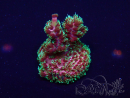 WYSIWYG Acropora Maricultuur geacclimatiseerd LED