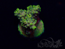 WYSIWYG Acropora Maricultuur geacclimatiseerd LED