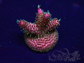 WYSIWYG Acropora 15C2 Mariculture acclimaté led