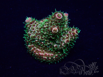 WYSIWYG Acropora Maricultuur geacclimatiseerd LED