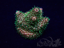 WYSIWYG Acropora Maricultuur geacclimatiseerd LED