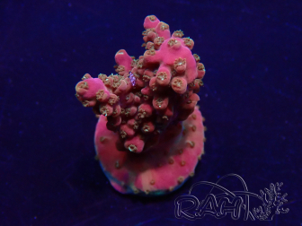 WYSIWYG Acropora Mariculture acclimaté led