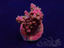 WYSIWYG Acropora Mariculture acclimaté led