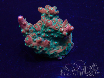 WYSIWYG Acropora Mariculture acclimaté led