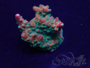 WYSIWYG Acropora Mariculture acclimaté led