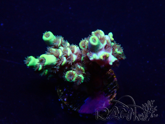 WYSIWYG Acropora Marikultur akklimatisiert LED