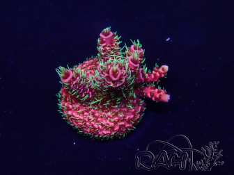 WYSIWYG Acropora Mariculture acclimated LED