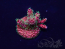 WYSIWYG Acropora Mariculture acclimaté led