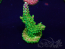 WYSIWYG Acropora acclimaté led
