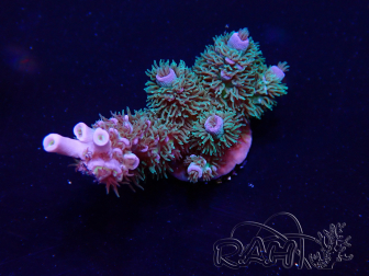 WYSIWYG Acropora Maricultuur geacclimatiseerd LED