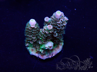 WYSIWYG Acropora Marikultur akklimatisiert LED