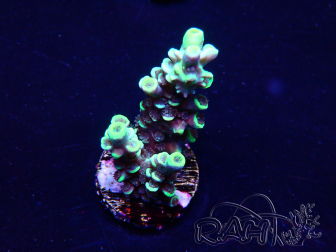 WYSIWYG Acropora Mariculture acclimaté led