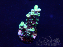 WYSIWYG Acropora Maricultura aclimatada led
