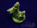 WYSIWYG Acropora Maricoltura acclimatata a LED