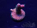WYSIWYG Acropora Maricultuur geacclimatiseerd LED