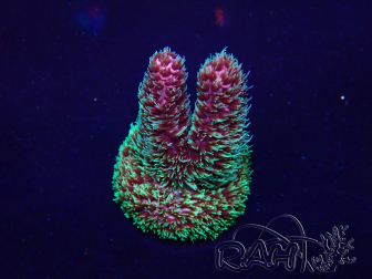 WYSIWYG Acropora millepora 15D7 Mariculture acclimaté led