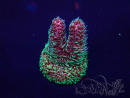 WYSIWYG Acropora acclimaté led