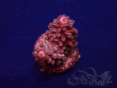 WYSIWYG Acropora Maricoltura acclimatata led