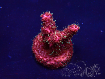 WYSIWYG Acropora Marikultur akklimatisiert LED