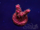 WYSIWYG Acropora Mariculture acclimated LED