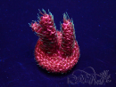 WYSIWYG Acropora acclimaté led