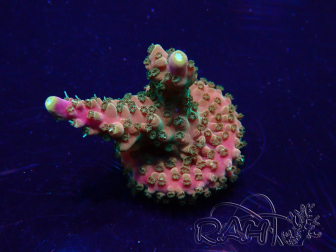 WYSIWYG Acropora 15E2 Maricultura aclimatada LED