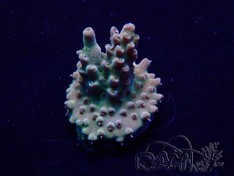 WYSIWYG Acropora 15E3 Mariculture acclimaté led