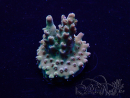 WYSIWYG Acropora 15E3 Mariculture acclimaté led