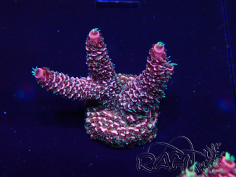 WYSIWYG Acropora acclimatata a LED