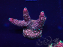 WYSIWYG Acropora acclimatata a LED