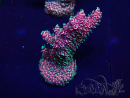 WYSIWYG Acropora millepora 15E5 Mariculture acclimaté led